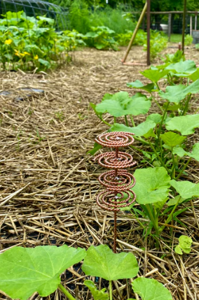 Garden with spiral-shaped plant supports and green plants