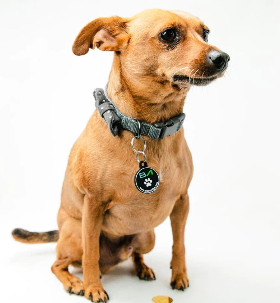 Universal Pet Wellness
