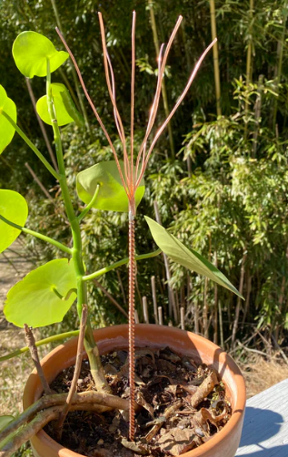 ElectroCulture Antenna - Vintage Design