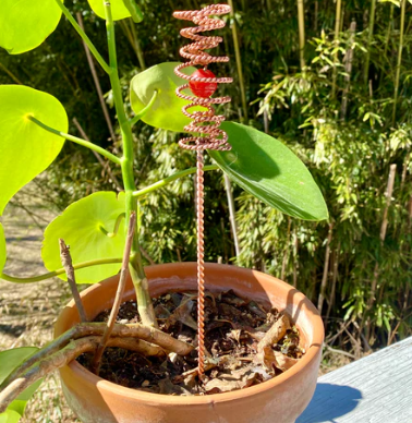 Wave Field Coil - ElectroCulture Antenna